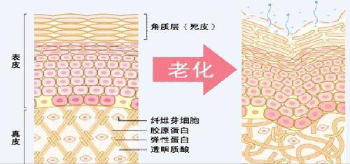 再生医疗：日本干细胞的作用和功效揭晓，看其在皮肤抗衰老与器官疾病治疗中的真实应用！