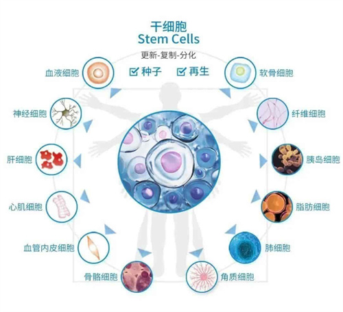 干细胞复制分化流程图