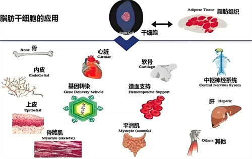 脂肪干细胞的应用