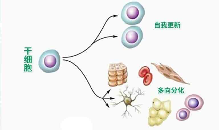 什么是干细胞