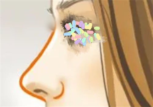 鼻部侧面曲线展示图 鼻部侧面曲线展示图